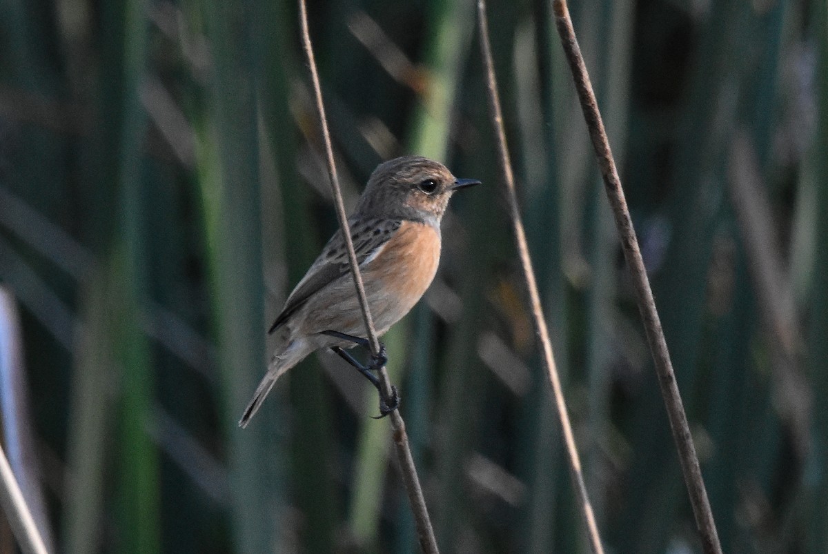 European Stonechat - ML644306591