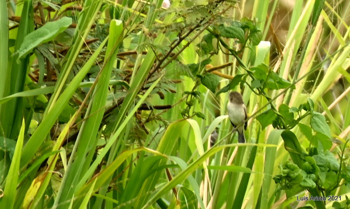 クリノドヒメウソ - ML644306594