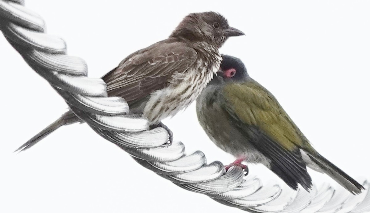 Australasian Figbird - ML644306595