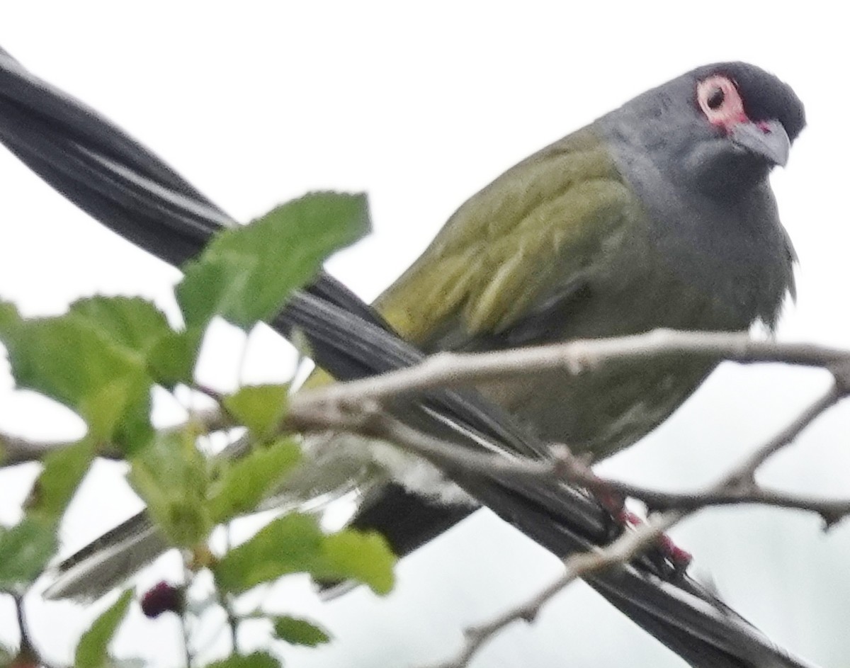 Australasian Figbird - ML644306596