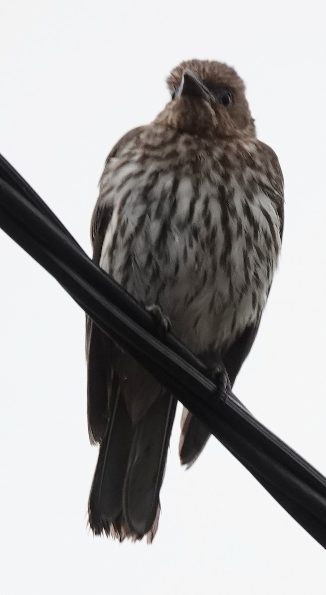 Australasian Figbird - ML644306597