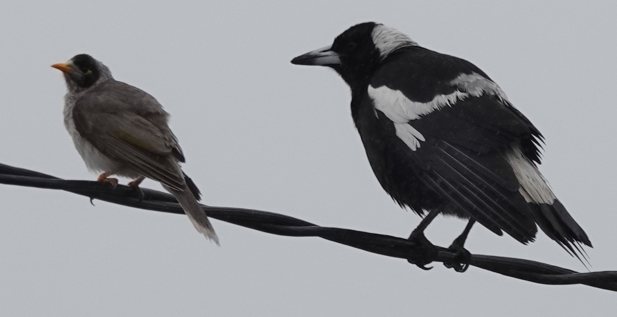 Cassican flûteur (groupe tibicen) - ML644306598