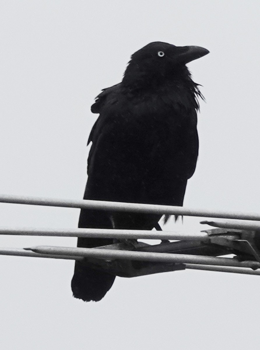 Cuervo Australiano - ML644306603