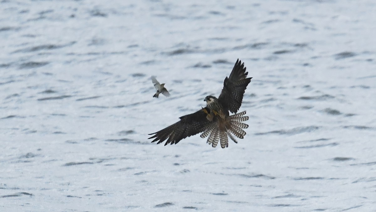 Eleonora's Falcon - ML644306619