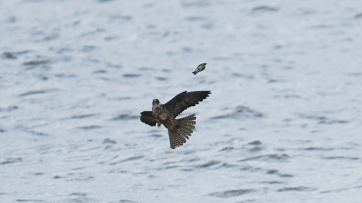 Eleonora's Falcon - ML644306620