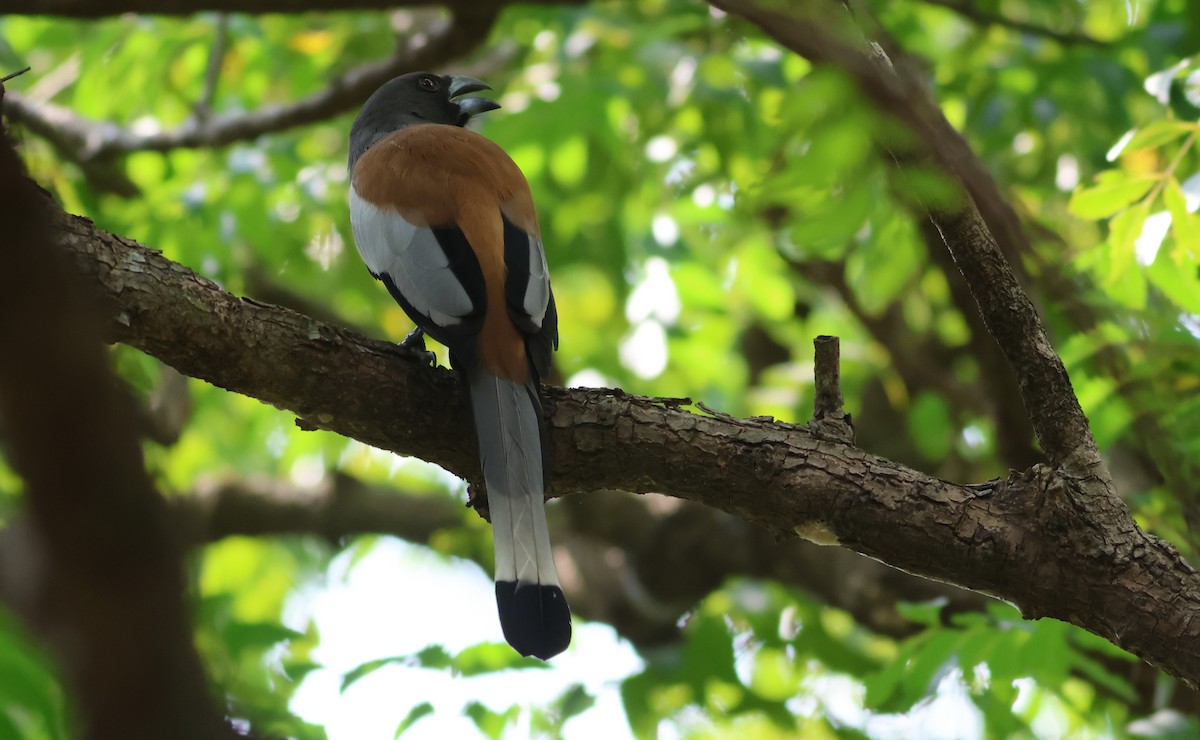 Kızıl Saksağan - ML644306621