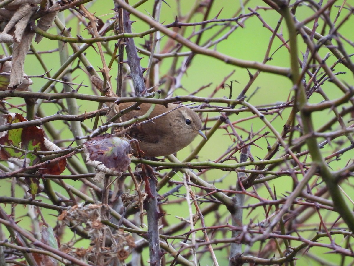 Халгайч урагчин - ML644306625