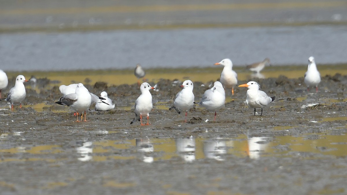 racek chechtavý - ML644306629