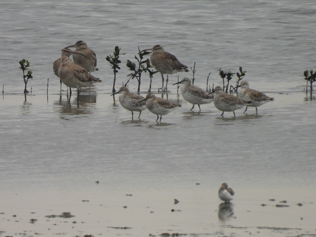 オバシギ - ML644306630