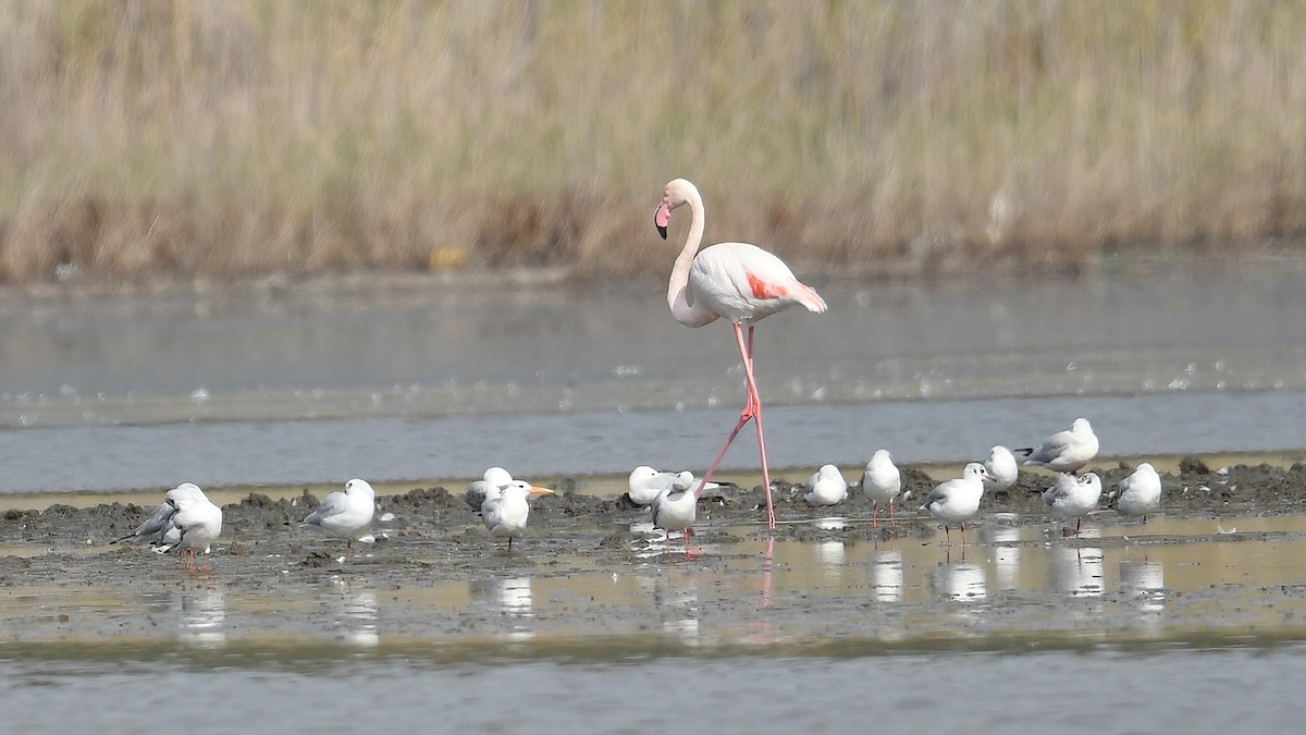 plameňák růžový - ML644306632