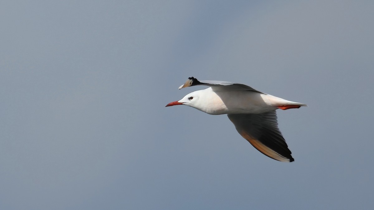 racek tenkozobý - ML644306637