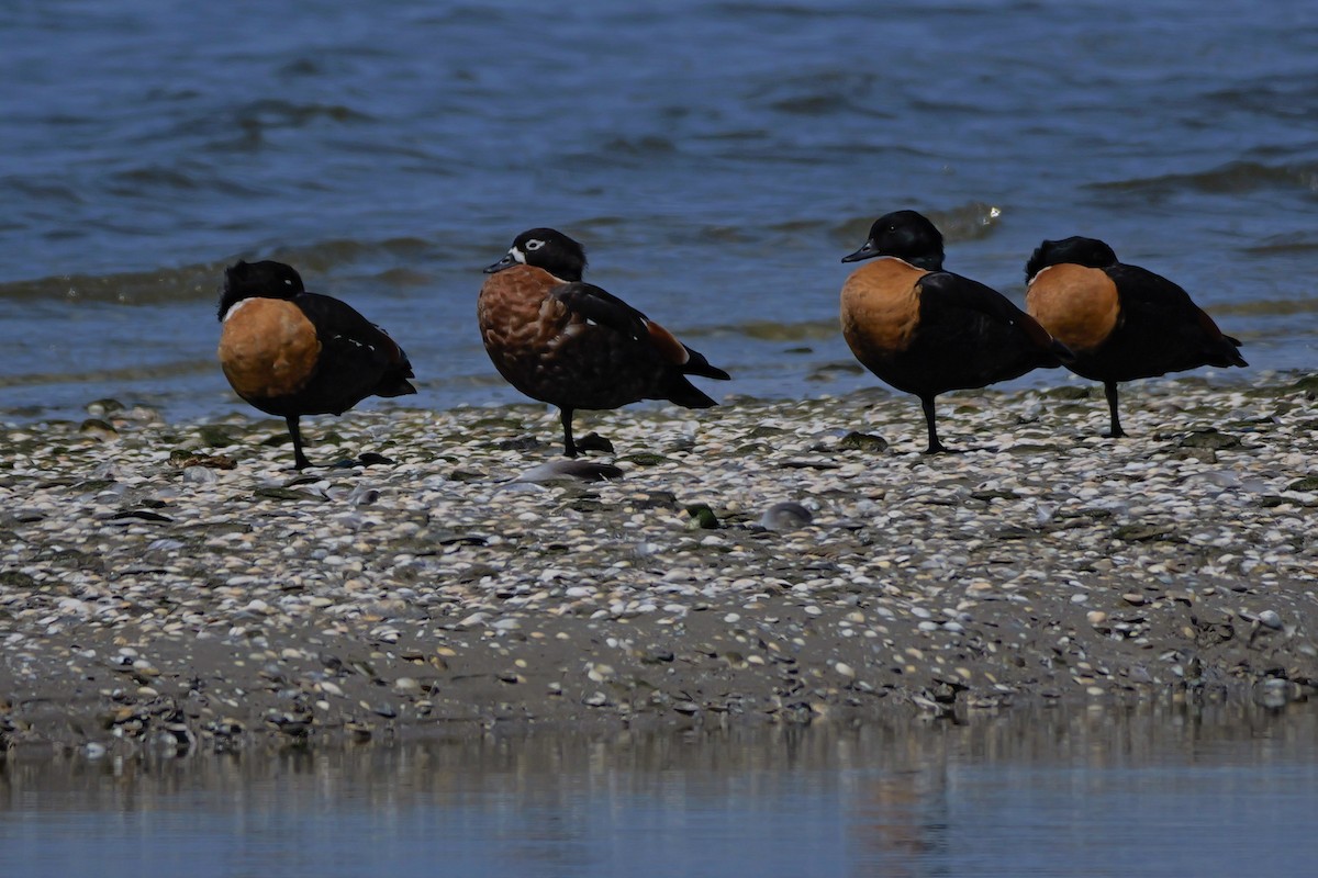 Tadorne d'Australie - ML644306640