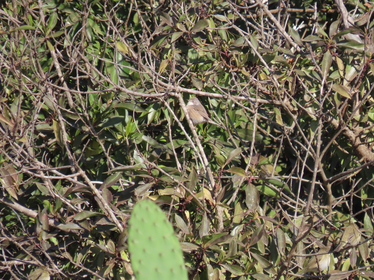 Western Subalpine Warbler - ML644306642