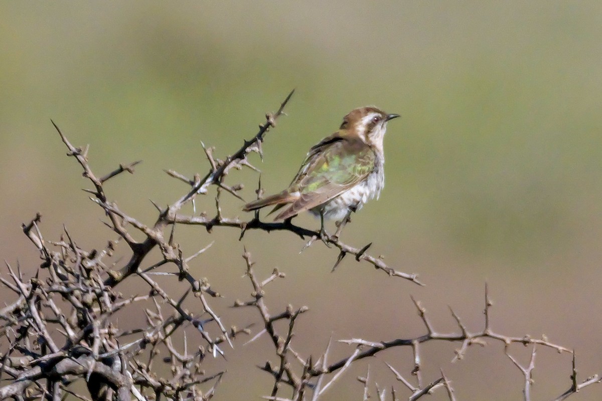 Horsfield's Bronze-Cuckoo - ML644306646
