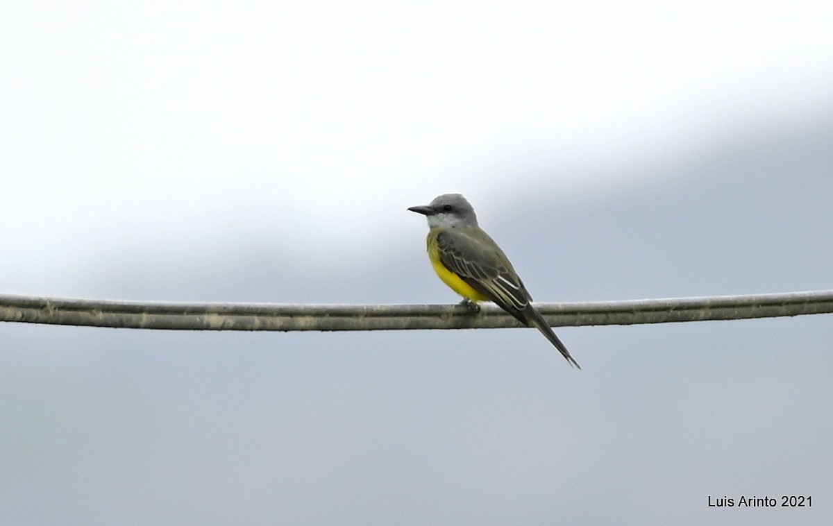 オリーブタイランチョウ - ML644306651