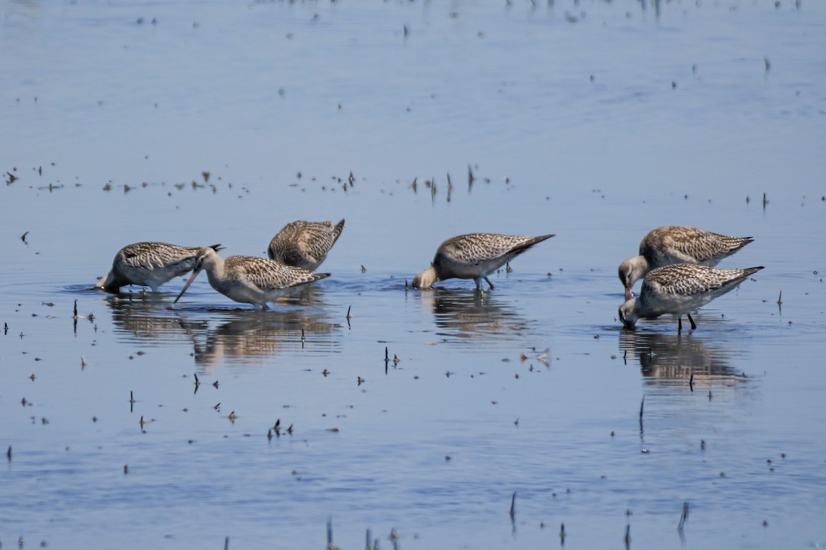 Bar-tailed Godwit - ML644306653