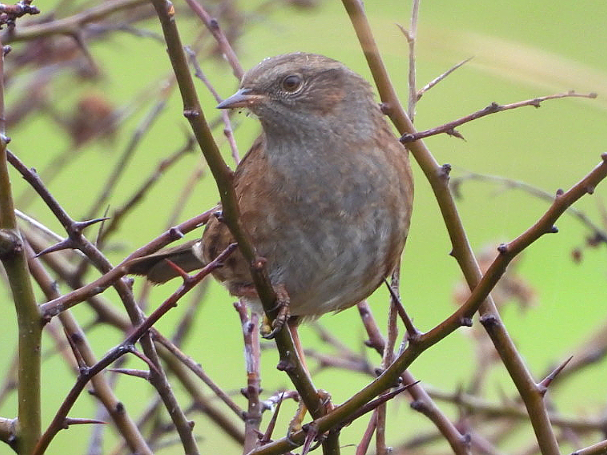 Өрнөдийн хайруулдай - ML644306654