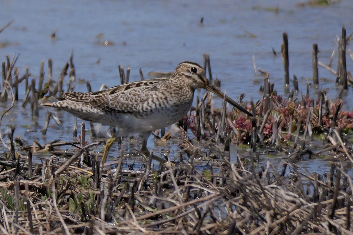 Latham's Snipe - ML644306665