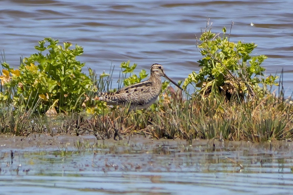 Latham's Snipe - ML644306667