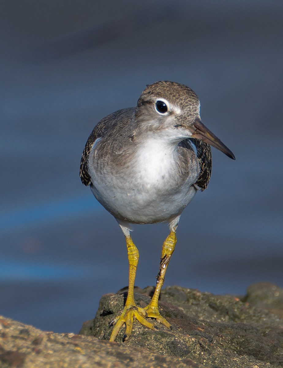 アメリカイソシギ - ML644306676