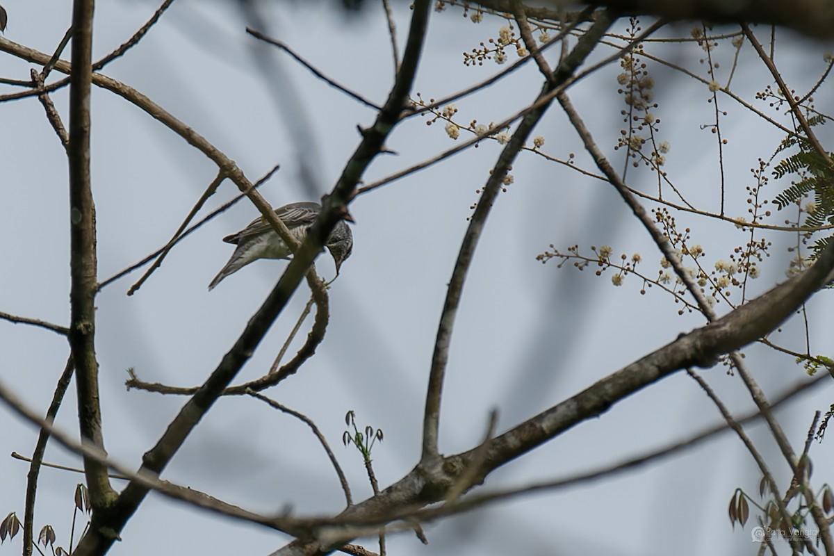 Schwarzkopf-Raupenfänger - ML644306683