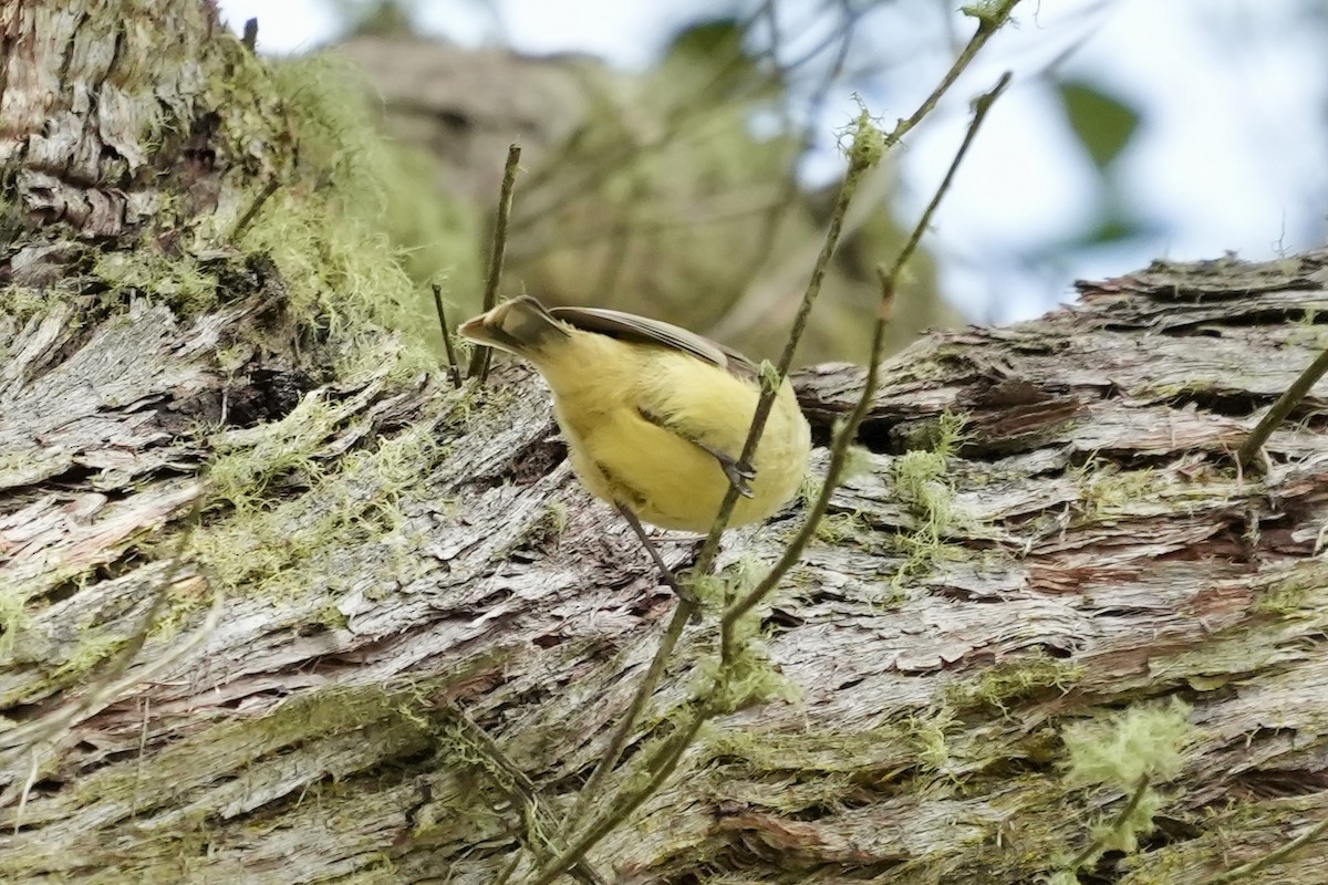Acanthize à croupion beige - ML644306690
