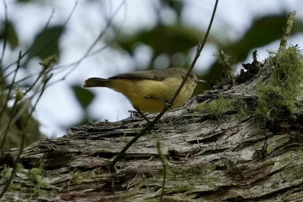 Acanthize à croupion beige - ML644306691