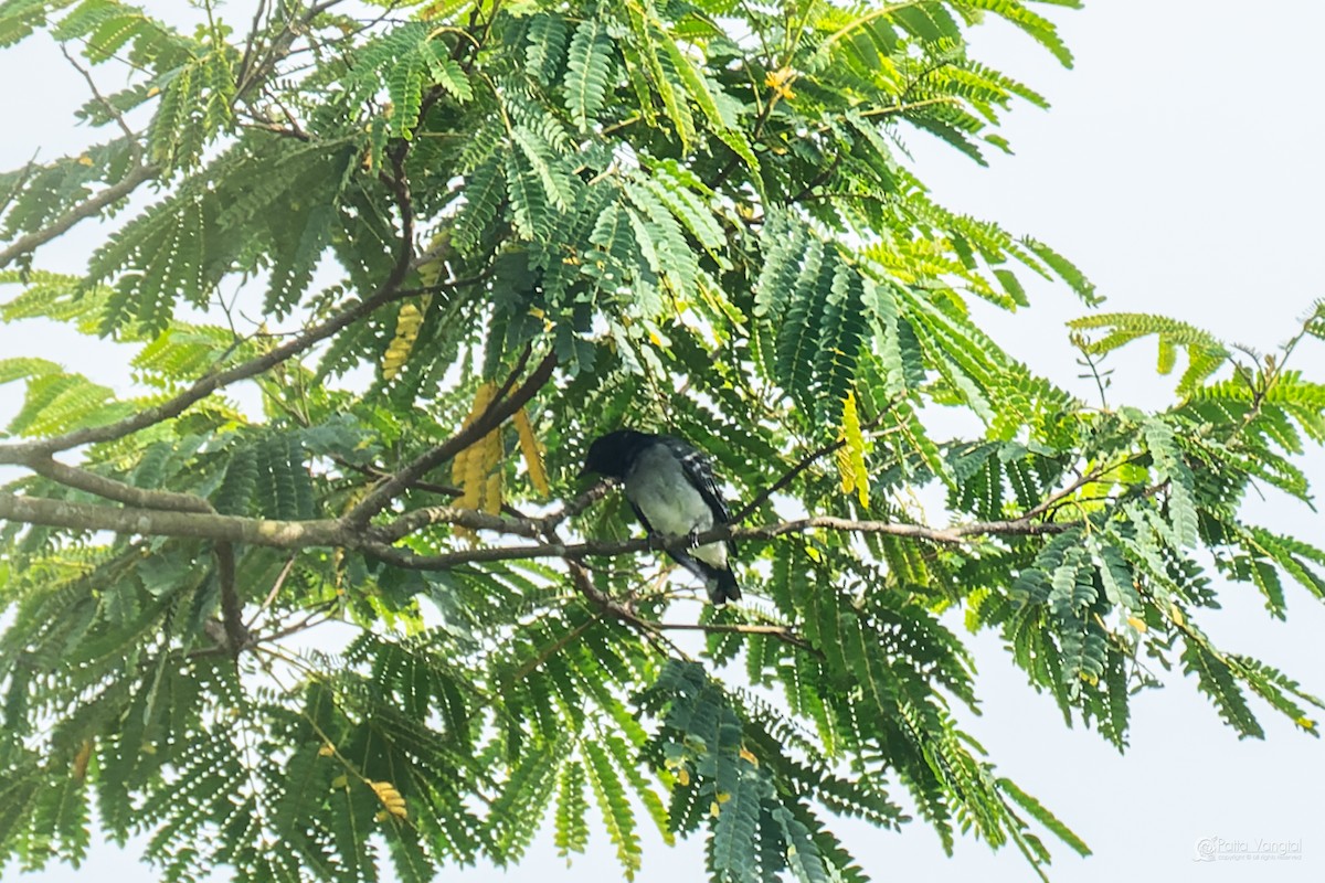 Schwarzkopf-Raupenfänger - ML644306692