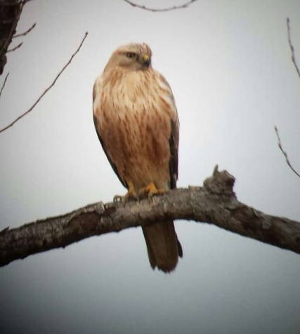 ニシオオノスリ - ML644306694