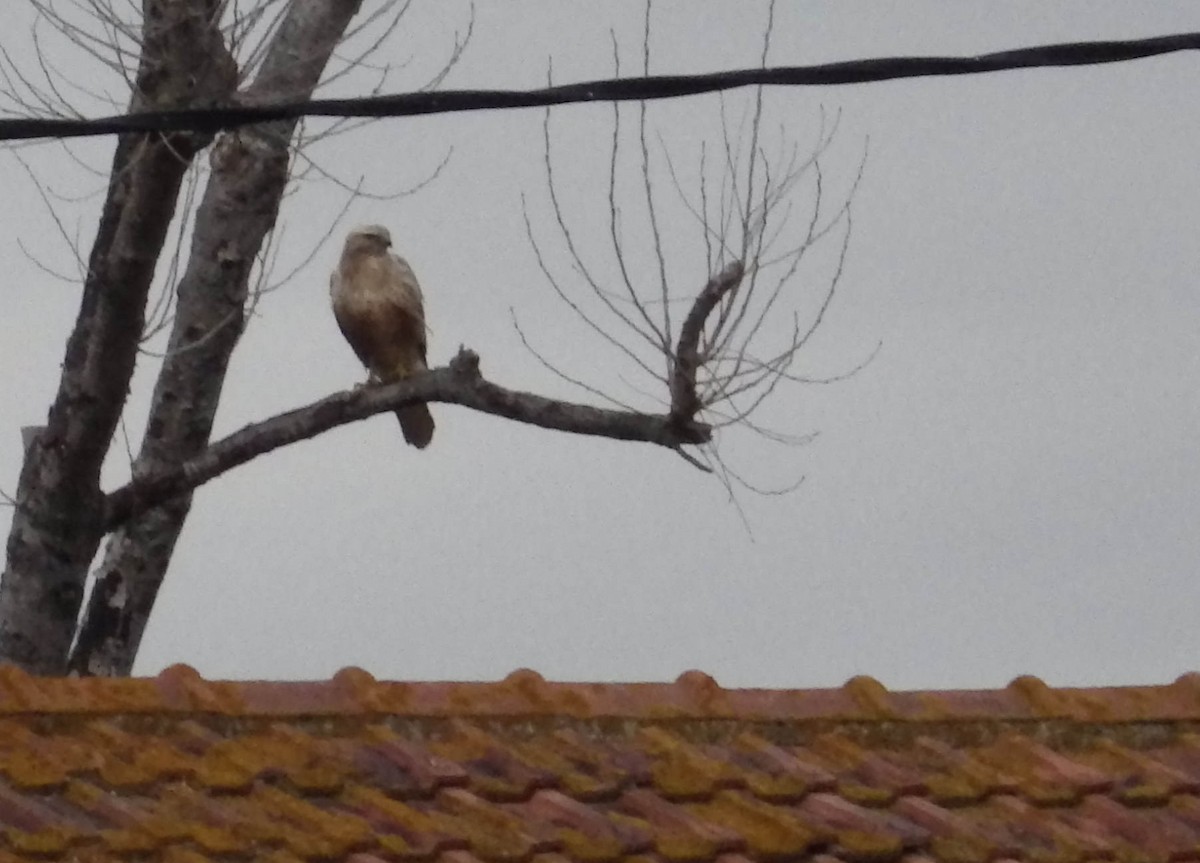 ニシオオノスリ - ML644306698