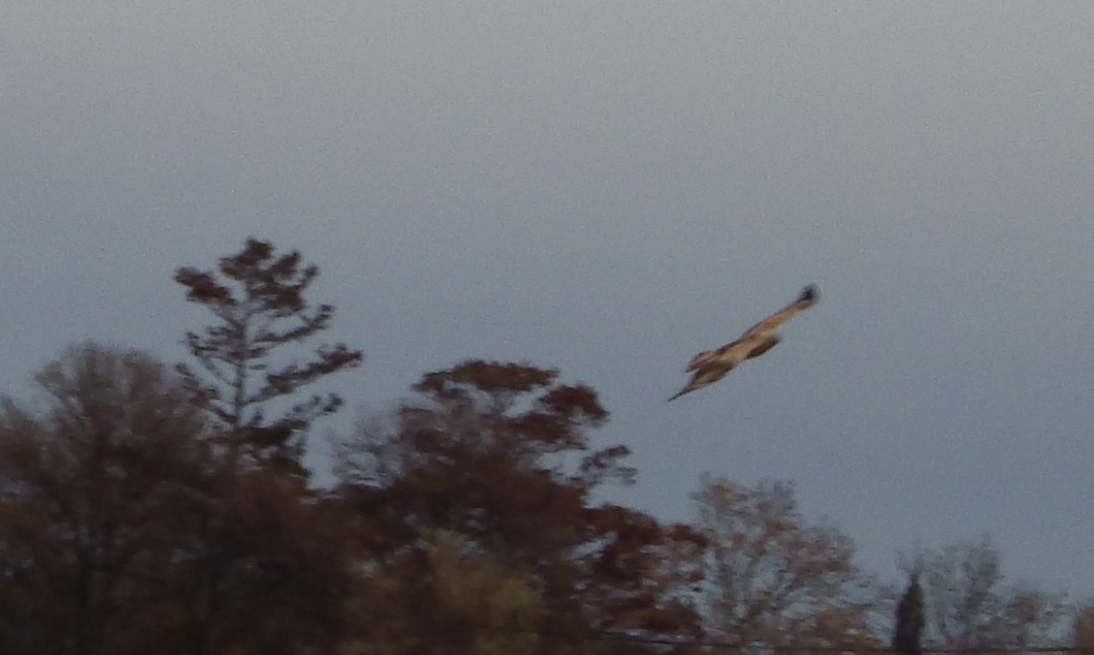 ニシオオノスリ - ML644306699