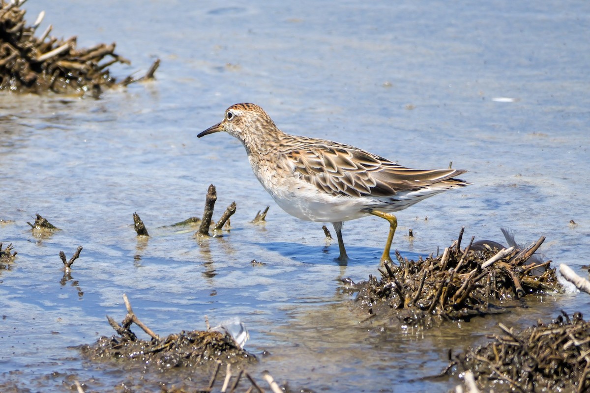 Сүүл элсэг - ML644306701