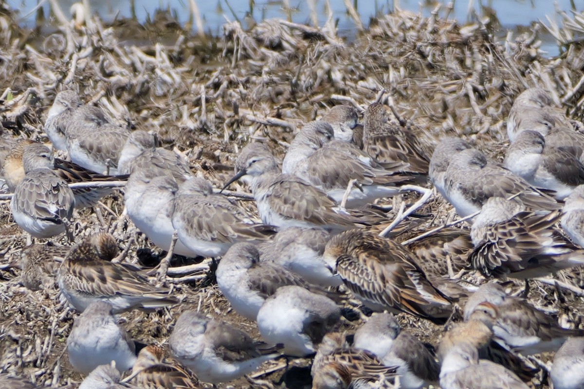 Curlew Sandpiper - ML644306703