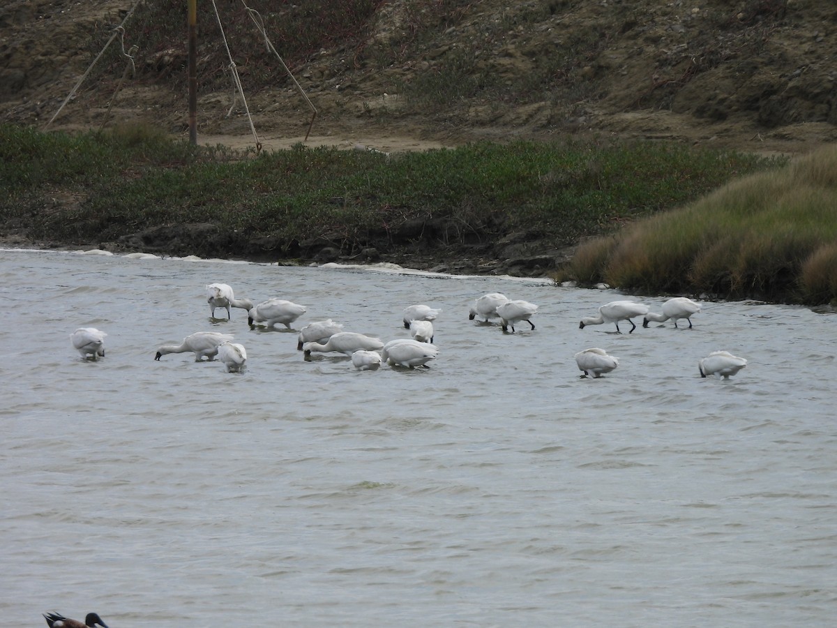 Petite Spatule - ML644306708