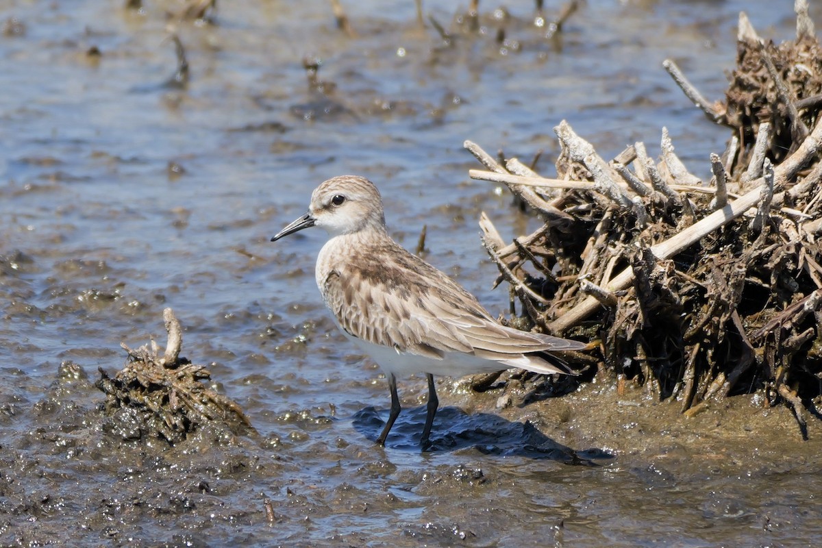 Red-necked Stint - ML644306711