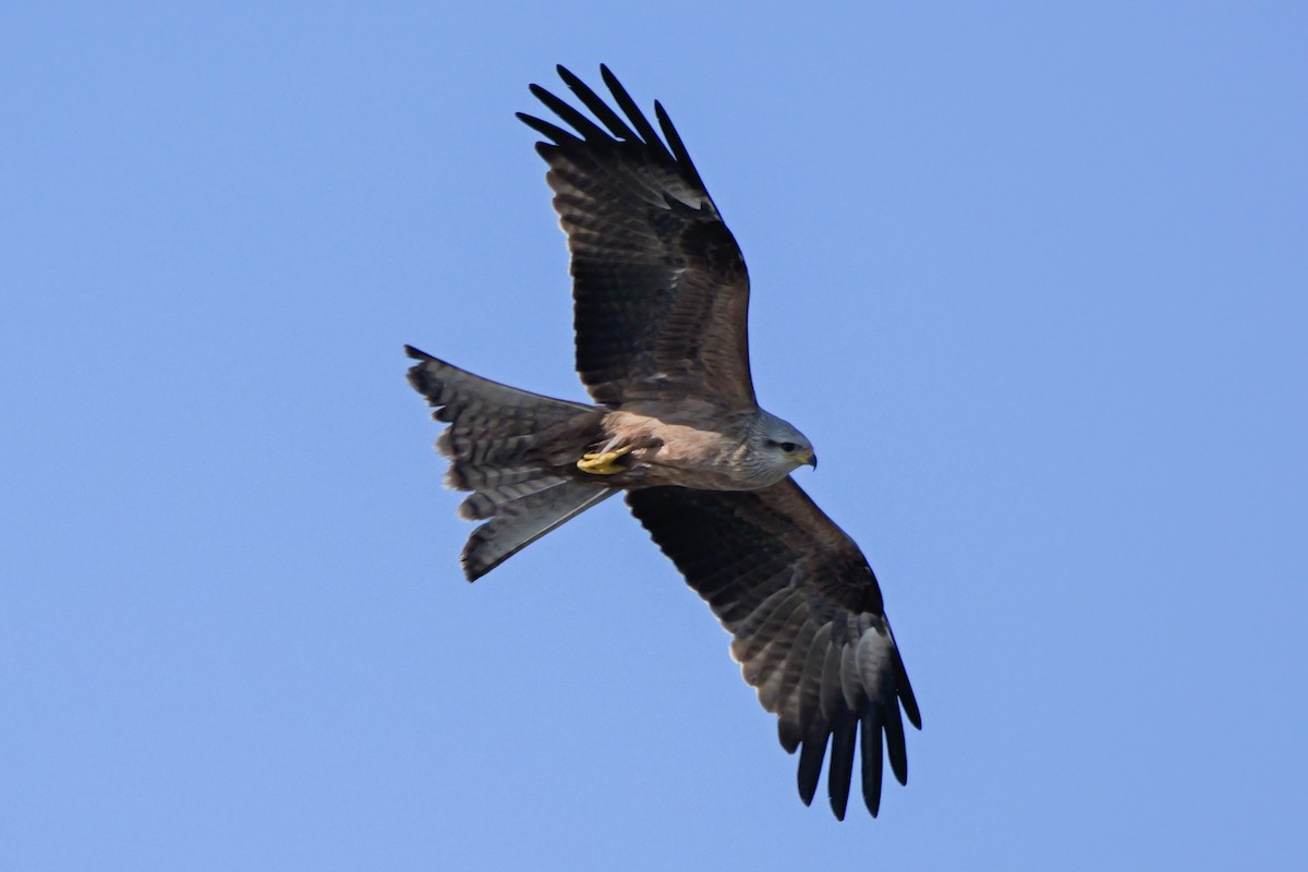 Black Kite - ML644306730