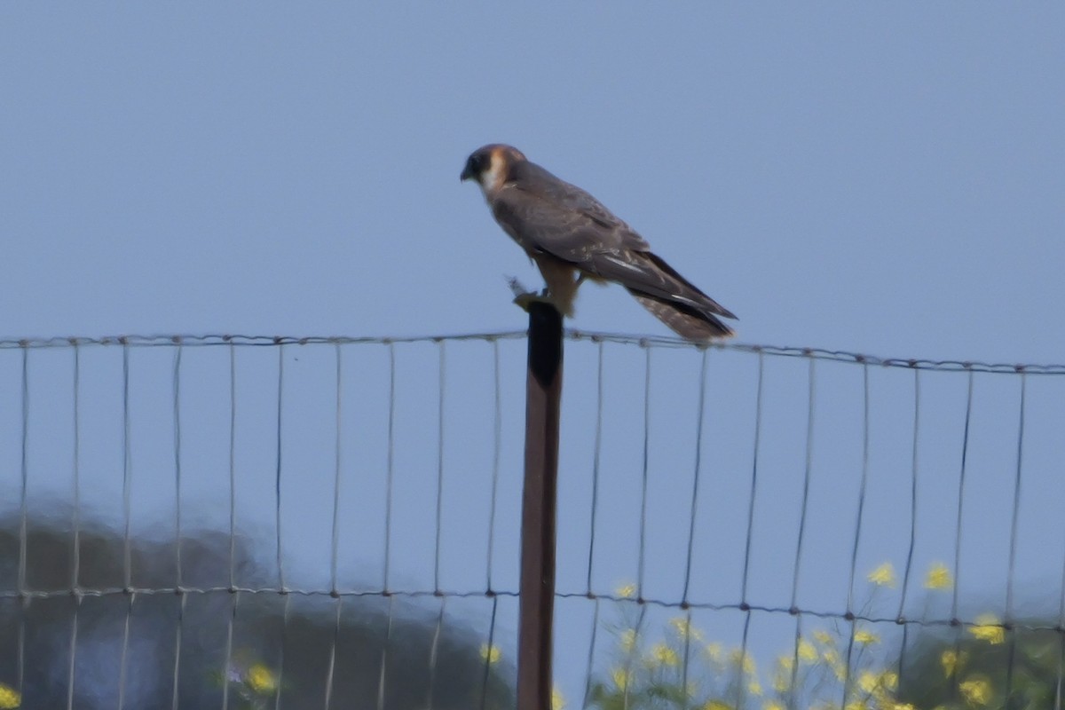 Australian Hobby - ML644306735