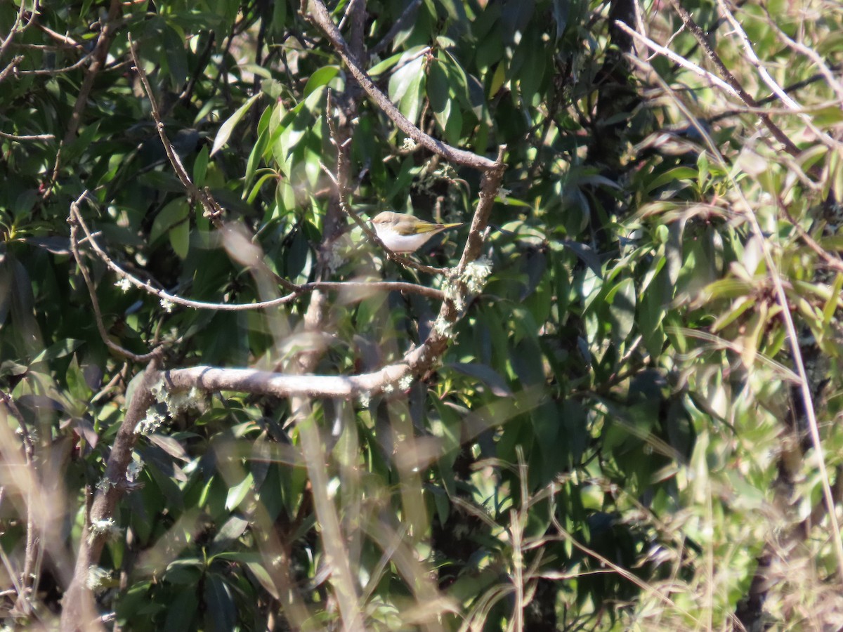 Western Bonelli's Warbler - ML644306736