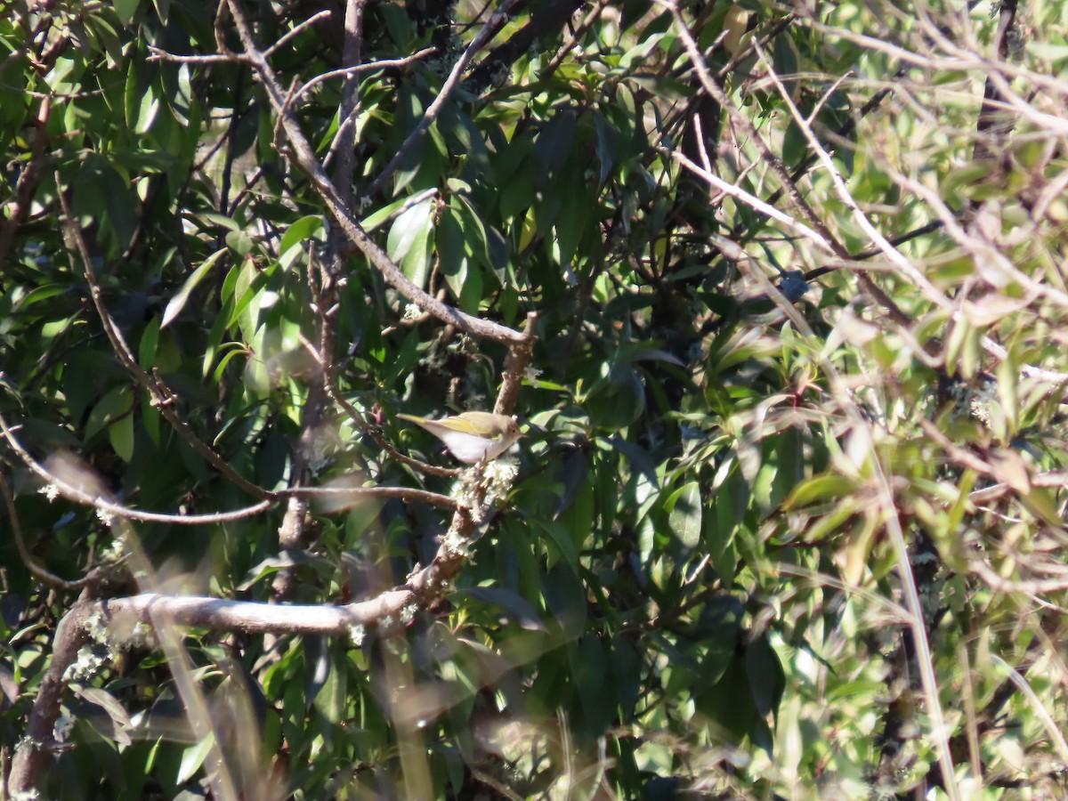 Western Bonelli's Warbler - ML644306737