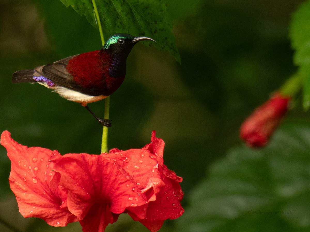 malabarsolfugl - ML644306742