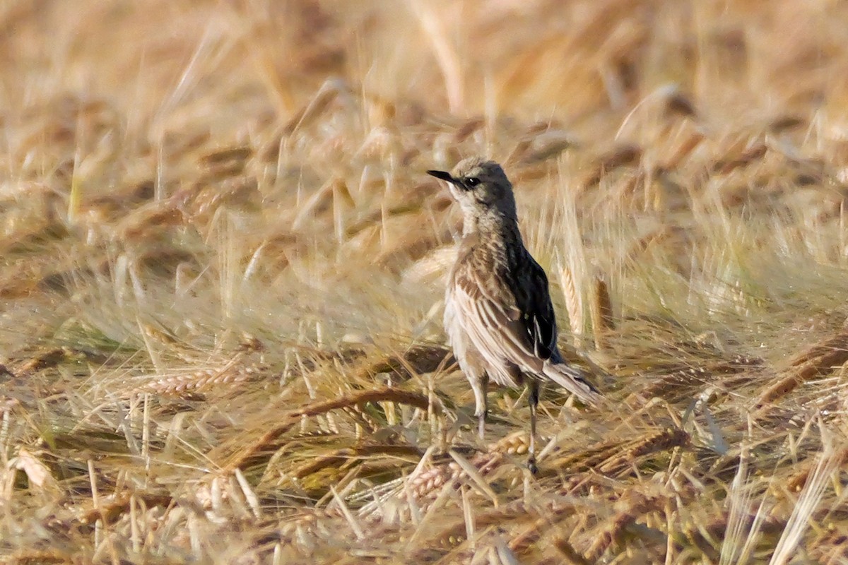 Brown Songlark - ML644306748