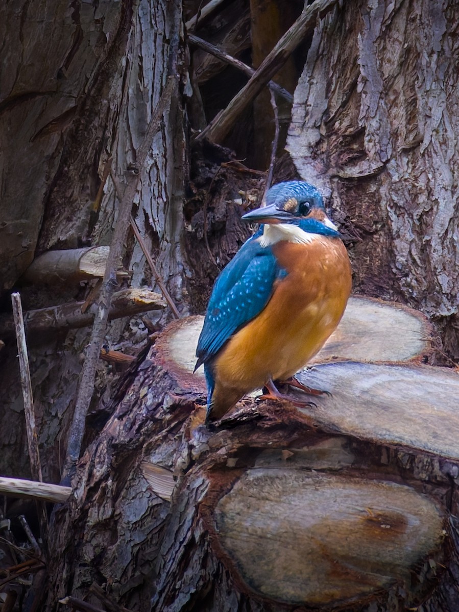 Common Kingfisher - ML644306749