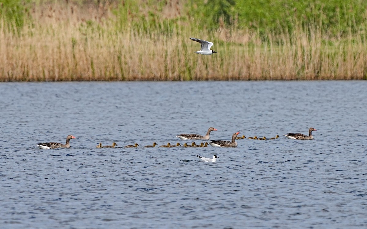 Graylag Goose - ML644306750