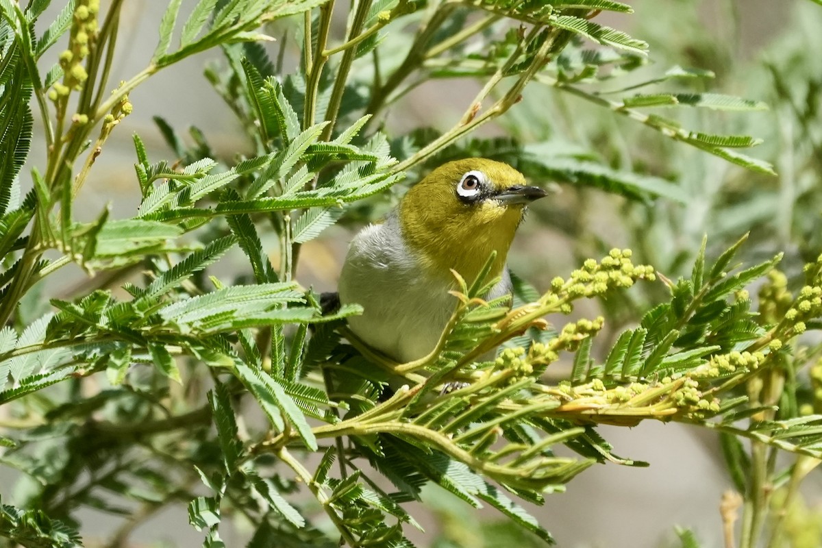 Silvereye - ML644306751