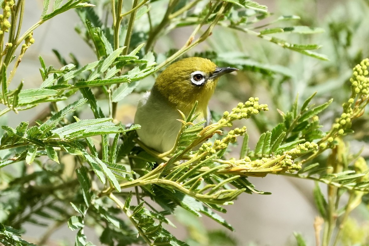 Silvereye - ML644306752