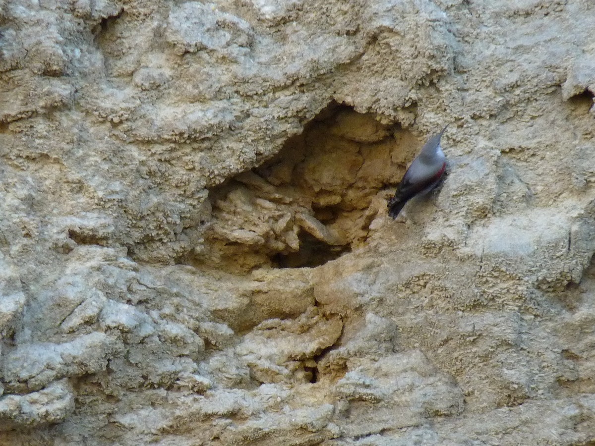 Wallcreeper - ML644306755