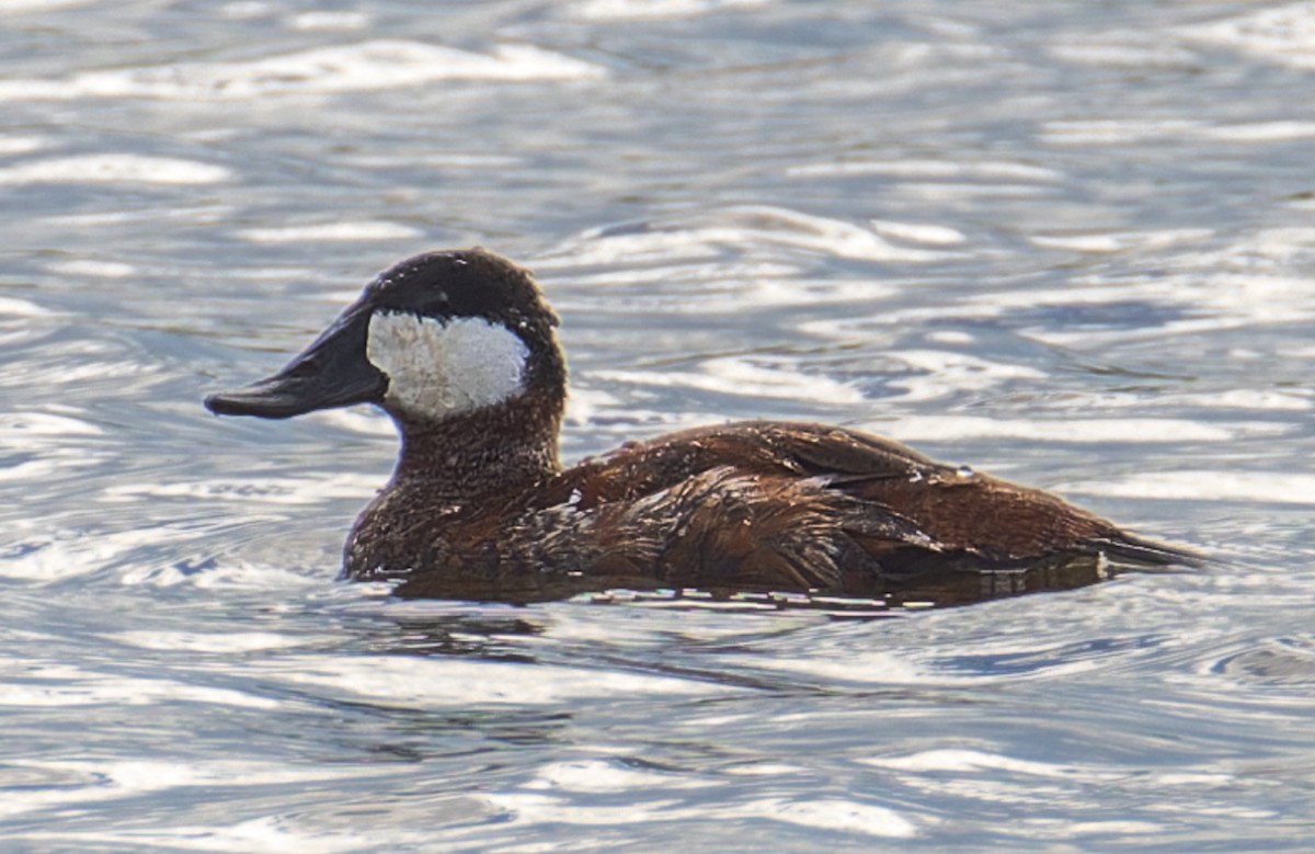 Ruddy Duck - ML644306757