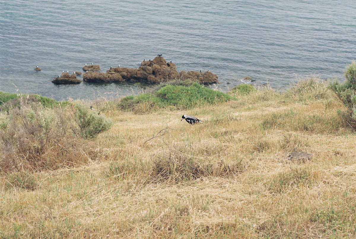 Australian Magpie - ML644306758