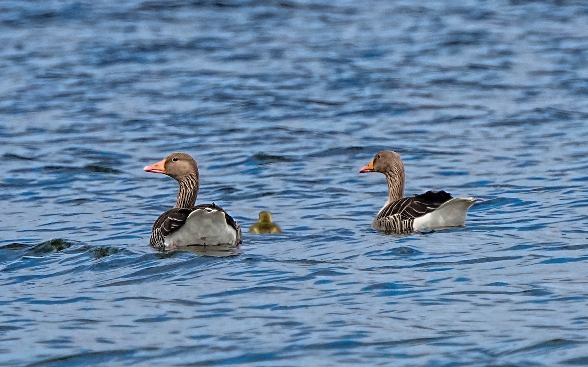 Graylag Goose - ML644306759