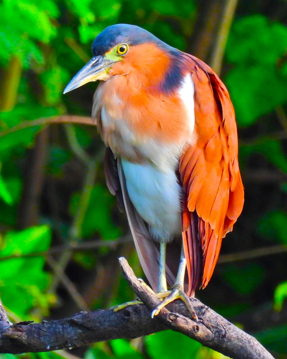 Nankeen Night Heron - ML644306760